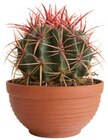 Kaktus Angebote bei REWE Kerpen für 7,99 €