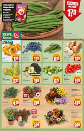 REWE Blumen im Prospekt REWE Blumen im Prospekt