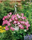 Suspension fleurie - Carrefour à Dijon Suspension fleurie en promo chez Carrefour Dijon à 8,99 €