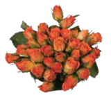 Chrysanthemenbusch von  im aktuellen Marktkauf Prospekt für 5,99 €