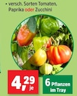 Tomaten, Paprika oder Zucchini Angebote bei Thomas Philipps Potsdam für 4,29 €