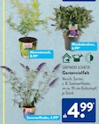 Ahornstrauch im ALDI SÜD Prospekt Ahornstrauch im aktuellen ALDI SÜD Prospekt für 4,99 €
