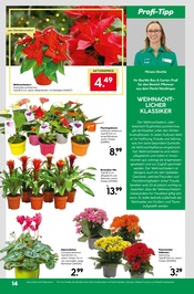 Weihnachtsstern im BayWa Bau- und Gartenmärkte Prospekt in Würzburg Aktueller BayWa Bau- und Gartenmärkte Prospekt mit Weihnachtsstern, "Hier bin ich gern", Seite 18