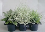 Aktuelles Herbstpflanzen 'Silberner Herbst' Angebot bei Hellweg in Magdeburg ab 8,49 €