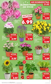 Geranien im aktuellen Kaufland Prospekt (Magdeburg) Geranien im Kaufland Prospekt "Hier bin ich richtig" mit 58 Seiten (Magdeburg)