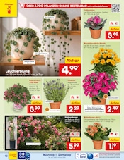 Aktueller Netto Marken-Discount Prospekt mit Blumen, "Aktuelle Angebote", Seite 16