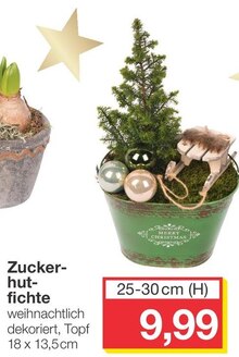 Zuckerhutfichte bei Jawoll in Cuxhaven Zuckerhutfichte im Angebot bei Jawoll Cuxhaven für 9,99 €