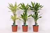 Promo Dracaena fragrans mix ECLOZ à 16,99 € dans le catalogue Gamm vert à Montbazens