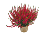 Calluna „Garden Girls“ für 1,79 € bei Netto mit dem Scottie im Angebot Calluna „Garden Girls“ im aktuellen Netto mit dem Scottie Prospekt