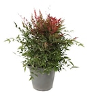 Nandina obsessed - Truffaut Nandina obsessed à 19,99 € dans le catalogue Truffaut