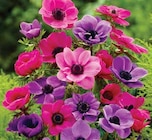 Kronen-Anemone 'Purple Club' von  im aktuellen Dehner Garten-Center Prospekt für 6,99 €