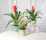 Mixte bromelias en promo chez Super U Saintes à 9,99 €