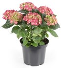 Ballhortensie bei Thomas Philipps im Wuppertal Prospekt für 7,99 €
