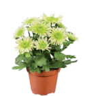 Mini plantes fleuries - Lidl à Angers Mini plantes fleuries en promo chez Lidl Angers à 1,05 €