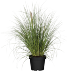 Globus-Baumarkt Unna - Pampasgras (Cortaderia selloana) Angebot im Prospekt Pampasgras (Cortaderia selloana) bei Globus-Baumarkt im Unna Prospekt für 9,99 €
