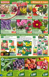 Blumenzwiebeln im Norma Prospekt in Lörrach Aktueller Norma Prospekt mit Blumenzwiebeln, "Mehr fürs Geld", Seite 12