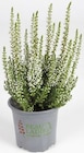 Calluna „Beauty Ladies“ im Angebot bei Thomas Philipps in Mülheim Calluna „Beauty Ladies“ Angebote bei Thomas Philipps Mülheim für 1,11 €