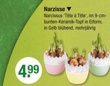 Narzisse von Narcissus im aktuellen V-Markt Prospekt für 4,99 €