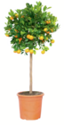 toom Baumarkt Schopfheim - Zitrus-Stämmchen Angebot im Prospekt Zitrus-Stämmchen bei toom Baumarkt im Schopfheim Prospekt für 79,99 €