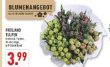 Freiland Tulpen Angebote bei Marktkauf Dülmen für 3,99 €