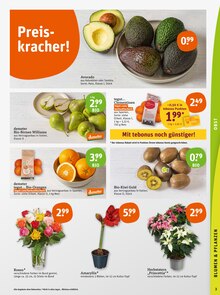 Blumen im tegut Prospekt "tegut… gute Lebensmittel" mit 27 Seiten (Stuttgart)