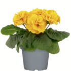 Primel ungefüllt bei toom Baumarkt im Bornheim Prospekt für 0,99 €