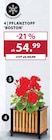 Aktuelle Geranien Angebote bei Dehner Garten-Center in Kiel Aktuelles Pflanztopf 'Boston' Angebot bei Dehner Garten-Center in Kiel ab 54,99 âŹ