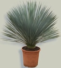 Yucca Rostrata im METRO Prospekt Yucca Rostrata von im aktuellen METRO Prospekt für 128,39 €