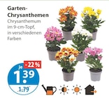 Garten-Chrysanthemen von  im aktuellen V-Markt Prospekt für 1,39 €