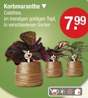 Korbmaranthe im aktuellen V-Markt Prospekt für 7,99 €