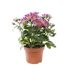 Mini Chrysanthème multicolore. Le pot de 10,5 cm - BOTANIC® en promo chez Botanic Élancourt à 2,99 €