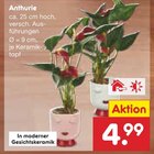 Aktuelles Anthurie Angebot bei Netto Marken-Discount in Mannheim ab 4,99 €