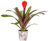 Bromelie im Potcover im aktuellen Kaufland Prospekt