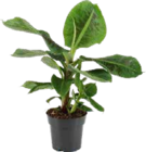 Aktuelles Grünpflanze Angebot bei GLOBUS in Duisburg ab 15,00 €