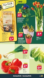 Kartoffeln Angebot & Preis im aktuellen Netto mit dem Scottie Prospekt Kartoffeln Angebot im aktuellen Netto mit dem Scottie Prospekt auf Seite 3