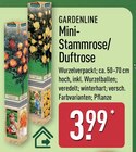 Mini-Stammrose/Duftrose von Gardenline im aktuellen ALDI Nord Prospekt