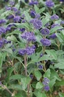 Pflanzen Kölle Neuenhagen - Bartblume Angebot im Prospekt Bartblume bei Pflanzen Kölle im Neuenhagen Prospekt für 12,99 €