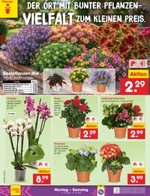 Hortensie im aktuellen Netto Marken-Discount Prospekt (Dresden) Hortensie im Netto Marken-Discount Prospekt "Aktuelle Angebote" mit 75 Seiten (Dresden)