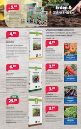 Kiebitzmarkt Paprika im Prospekt Kiebitzmarkt Paprika im Prospekt