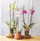 Orchidée 2 Tiges en promo chez Super U Dunkerque à 10,99 €