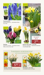 Pflanzen Kölle Blumenzwiebeln im Prospekt Pflanzen Kölle Blumenzwiebeln im Prospekt