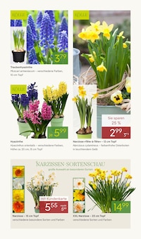 Blumen im Pflanzen Kölle Prospekt "FRÜHLINGS-ERWACHEN" mit 14 Seiten (München)