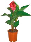Canna im aktuellen Netto mit dem Scottie Prospekt