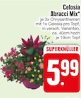 Celosia Abracci Mix Angebote bei EDEKA München für 5,99 €