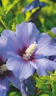 Jardiland - Althéa : offre du catalogue Promo Althéa à 16,95 € dans le catalogue Jardiland "Mon jardin d'été"