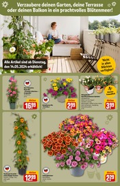 Aktueller REWE Prospekt mit Pflanzen, "Dein Markt", Seite 10