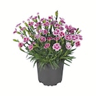 Aktuelles Dianthus, Pink Kisses Angebot bei Lidl in Aachen ab 1,99 €