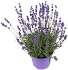 Lavendel im REWE Prospekt Lavendel von REWE Regional im aktuellen REWE Prospekt für 1,99 €