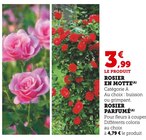 Rosier en motte - Hyper U à Annecy Rosier en motte en promo chez Hyper U Annecy à 3,99 €