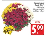 Chrysanthemen Busch Trio Angebote bei EDEKA Leipzig für 5,99 €